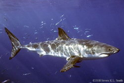 This image was taken in Guadalupe Islanda in October 2008... by Steven Kl Smith 